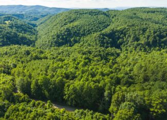 Wooded Acreage for Sale in Willis, VA!
