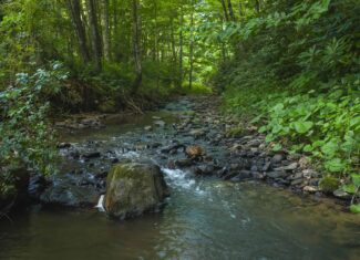 Wooded Acreage for Sale in Willis, VA!
