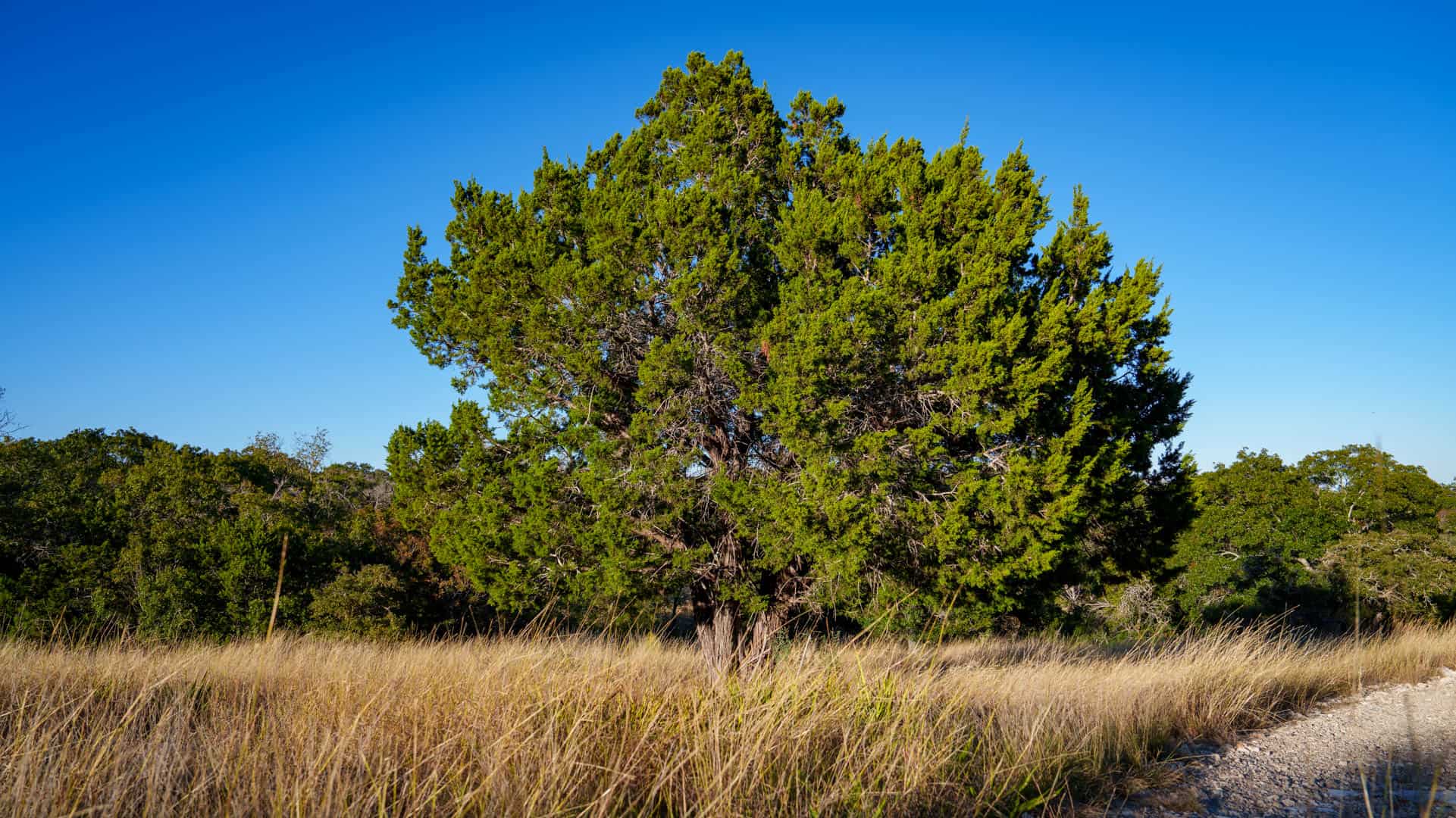 Luxury Hill Country Home with Acreage to Hunt