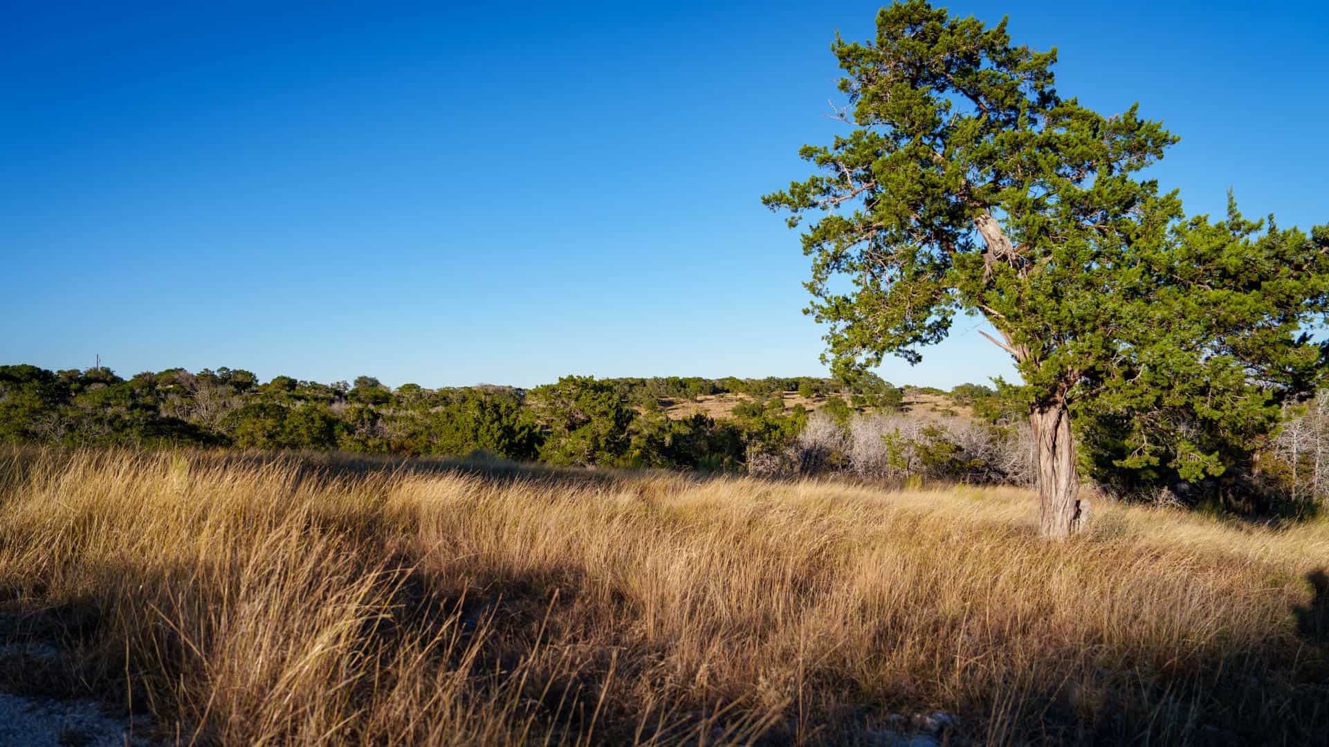 Luxury Hill Country Home with Acreage to Hunt