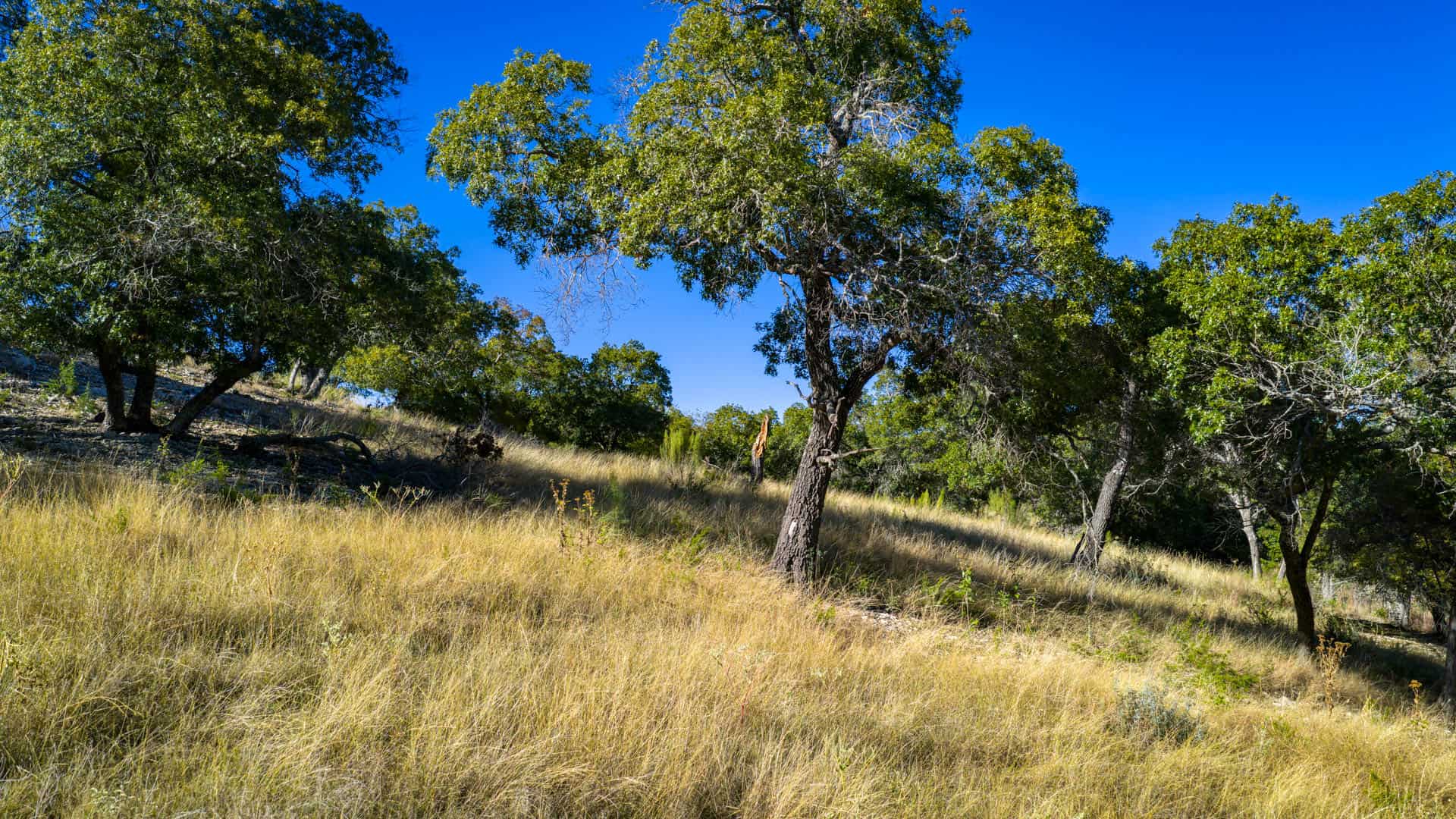 Luxury Hill Country Home with Acreage to Hunt
