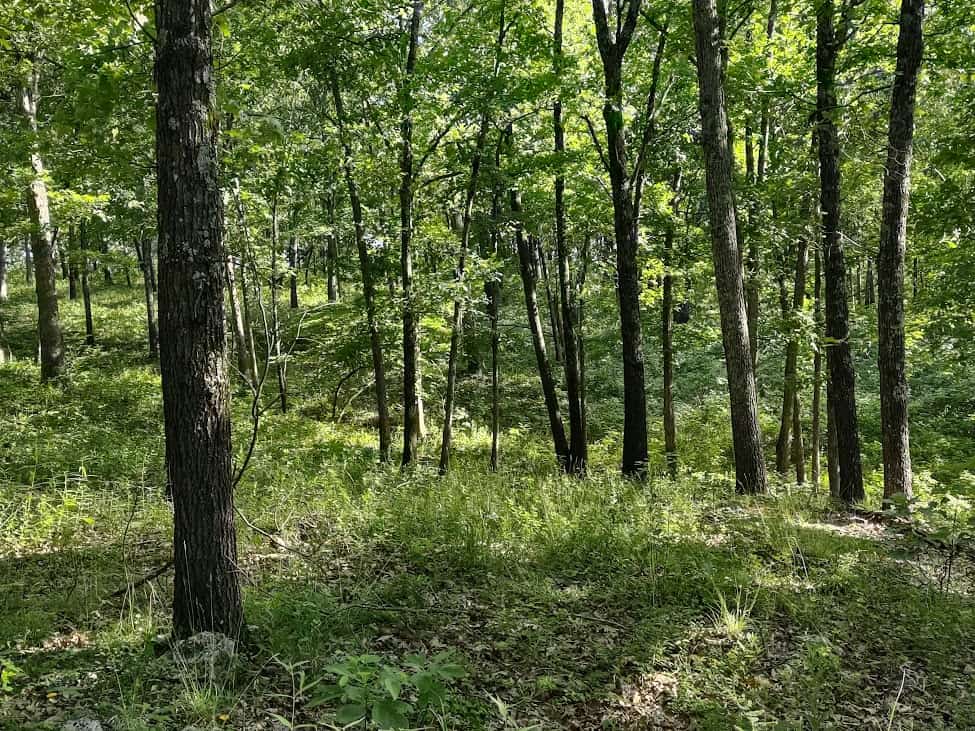 Hunting & Recreational Land For Sale Eldridge, Laclede County Mo.