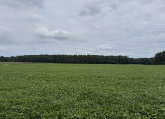 56 Acres Farmland & Timber with Hunting in NC