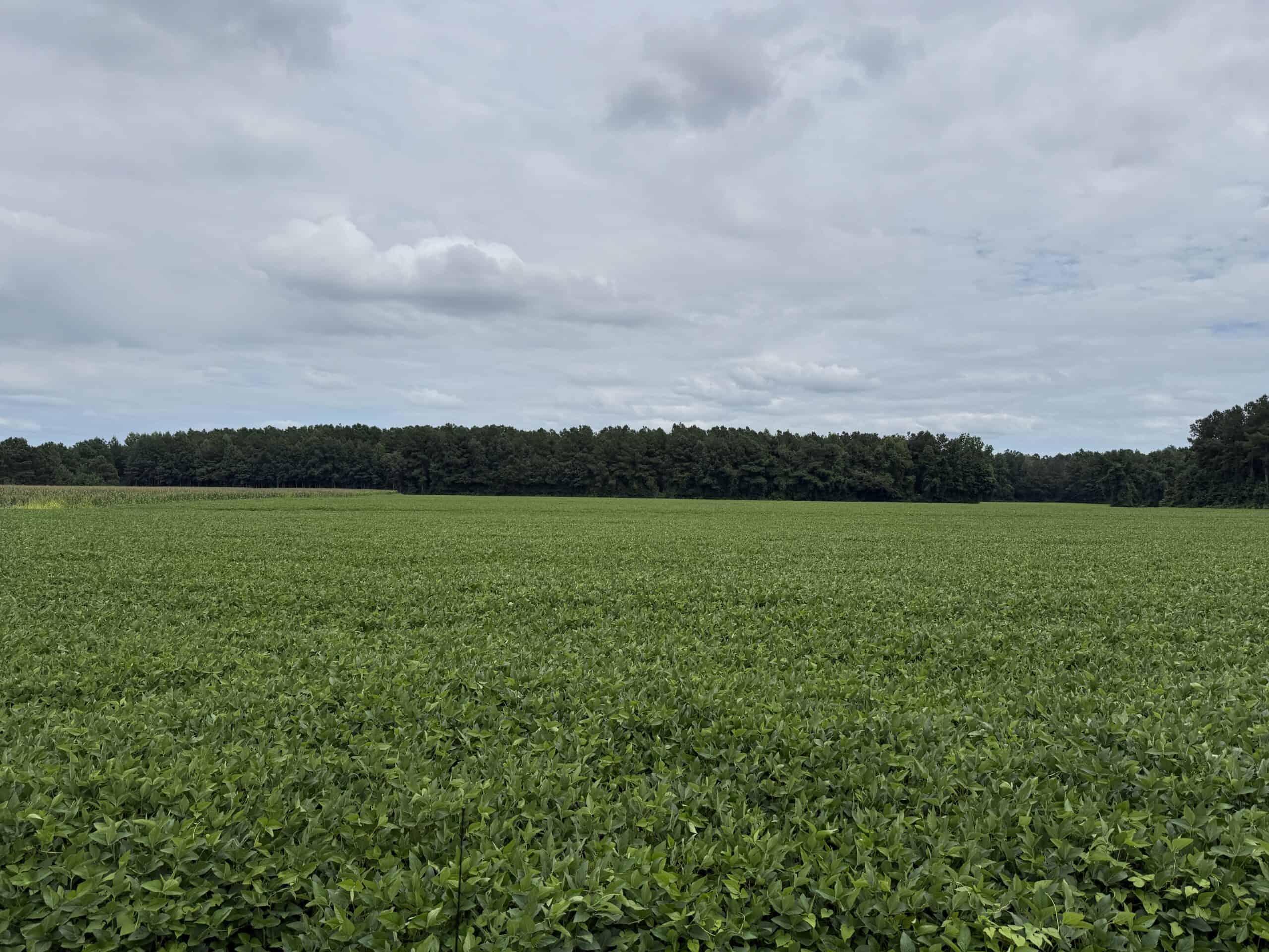 56 Acres Farmland & Timber with Hunting in NC
