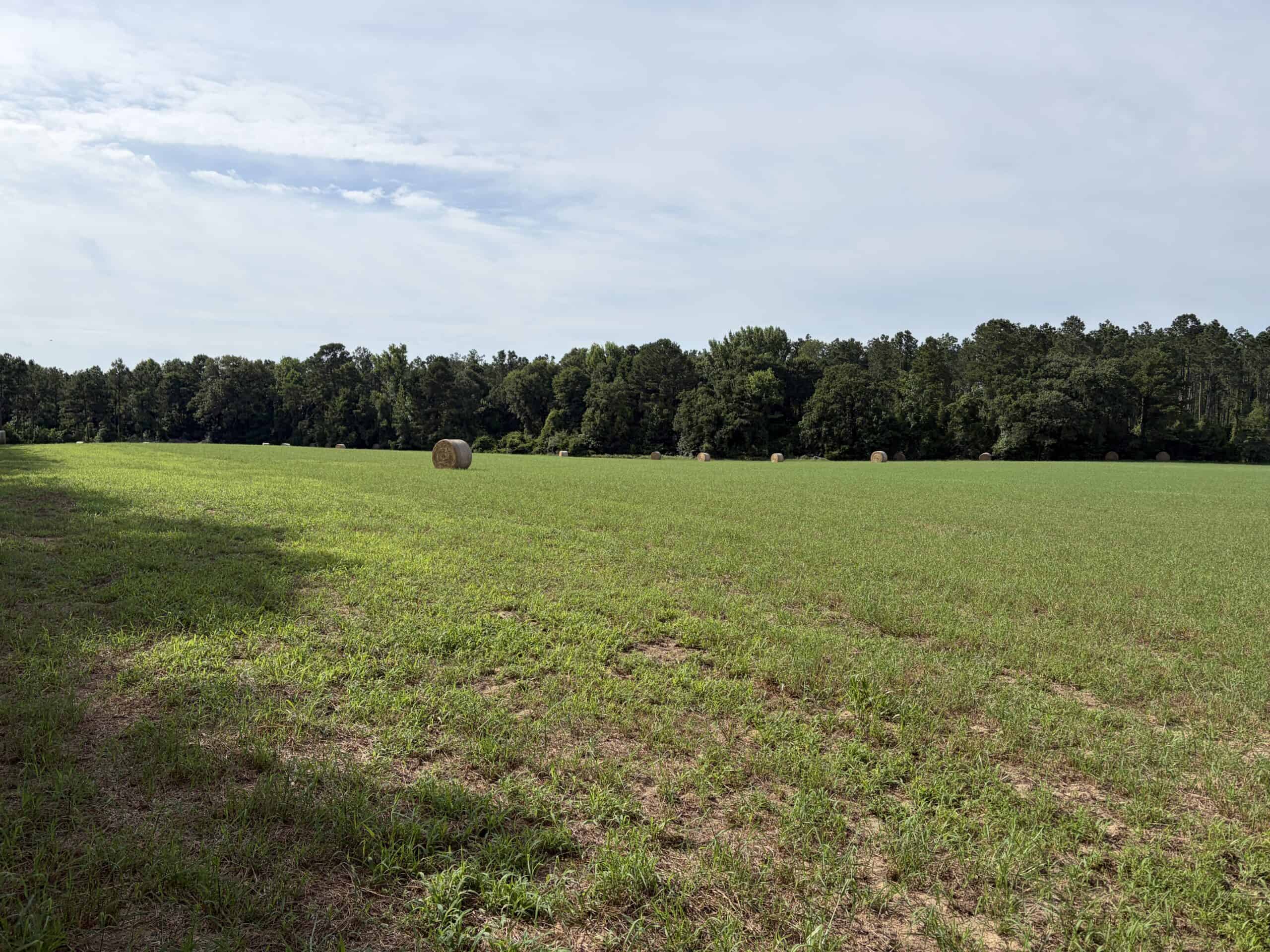 East Texas Land For Sale in McLeod, Texas