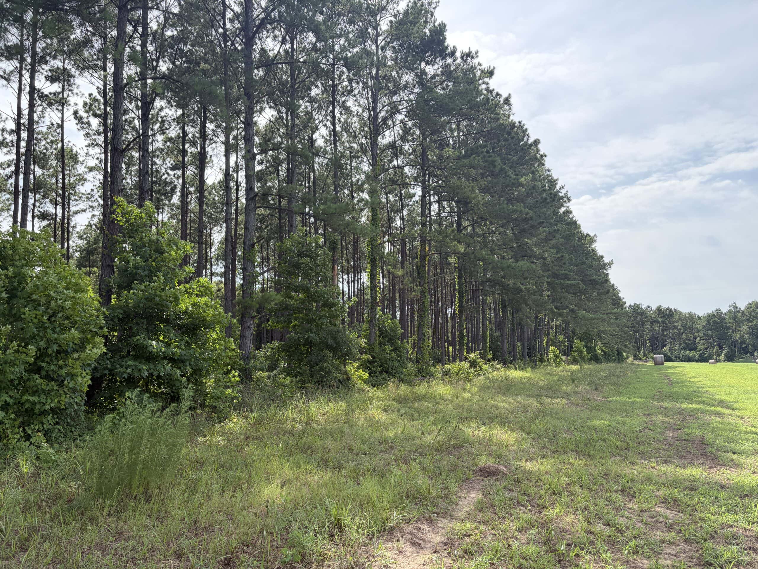 East Texas Land For Sale in McLeod, Texas