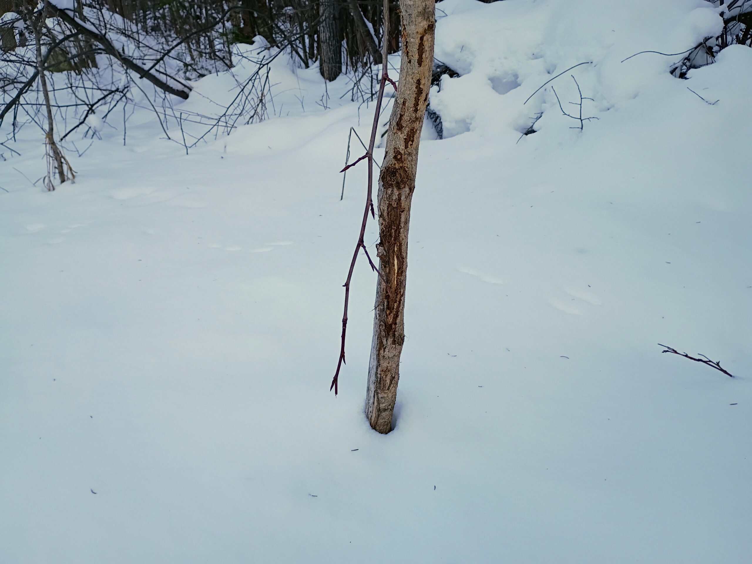 58 ± Acres Near Park Falls With Whitetail Hunting