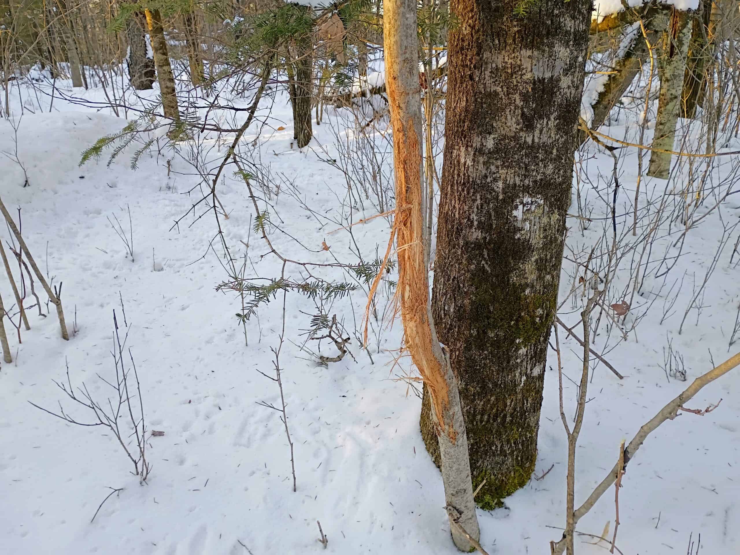 58 ± Acres Near Park Falls With Whitetail Hunting