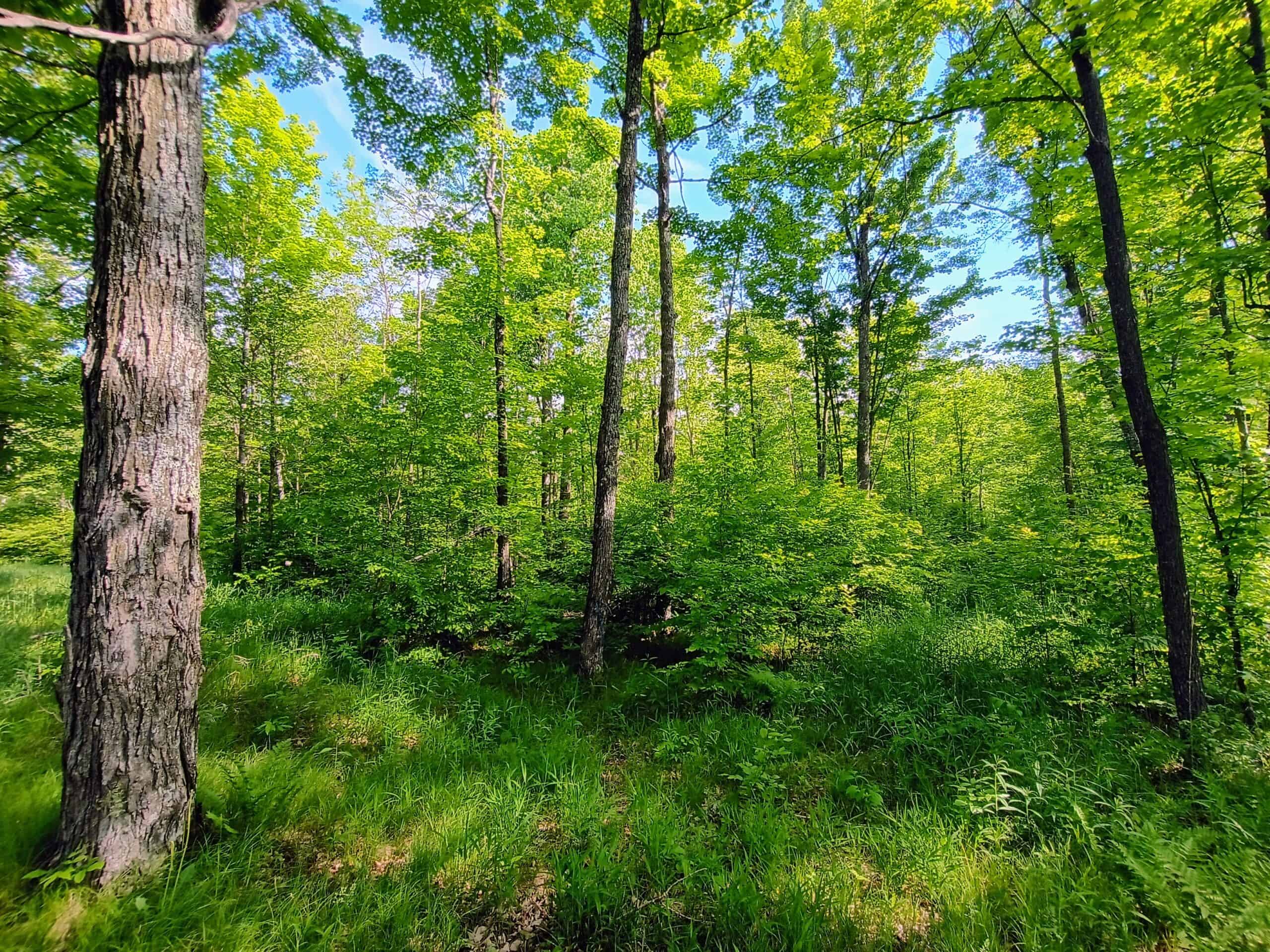 120 ± Acres Bordering Chequamegon National Forest – Ogema, WI