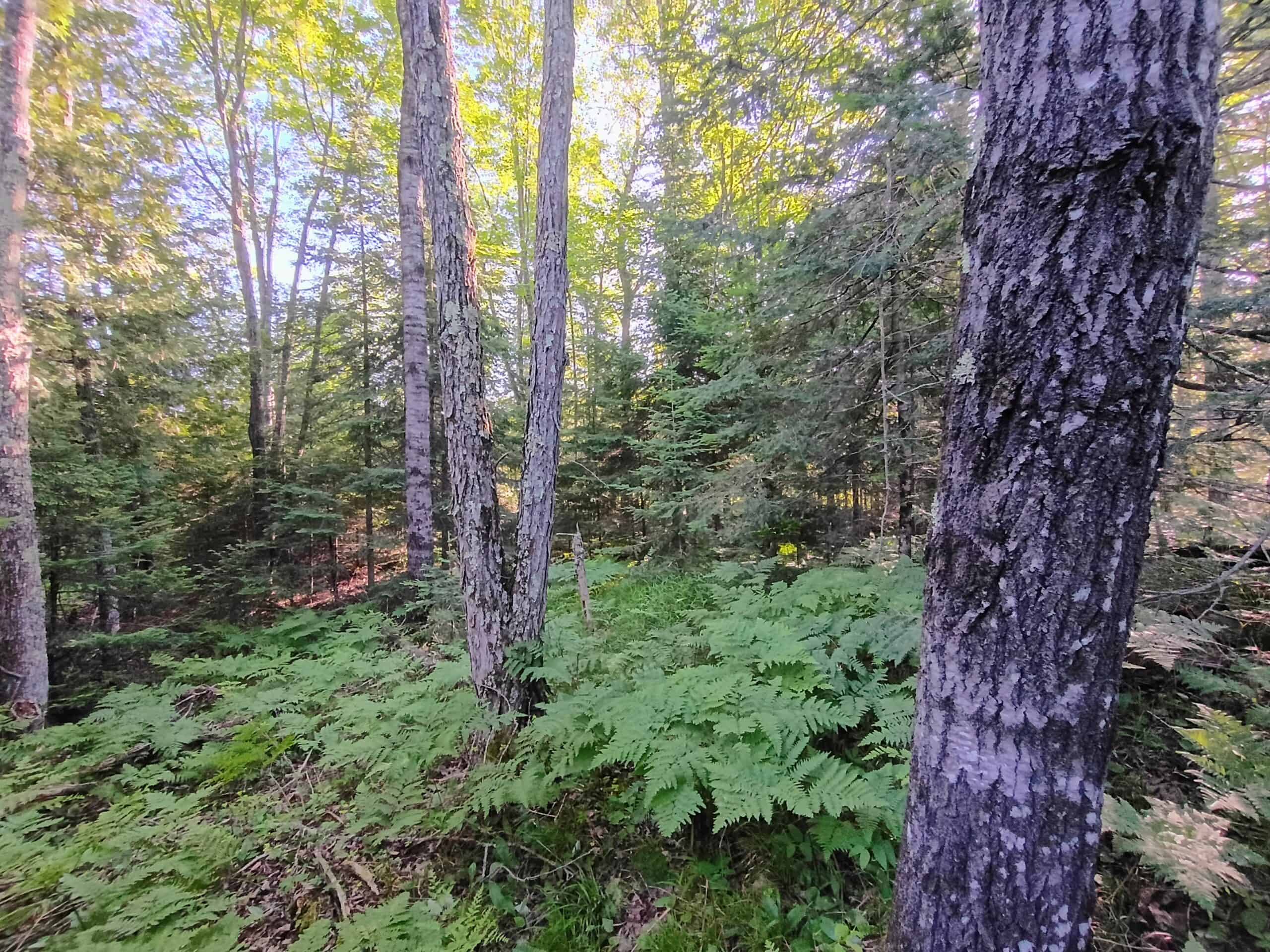 58 ± Acres Near Park Falls With Whitetail Hunting