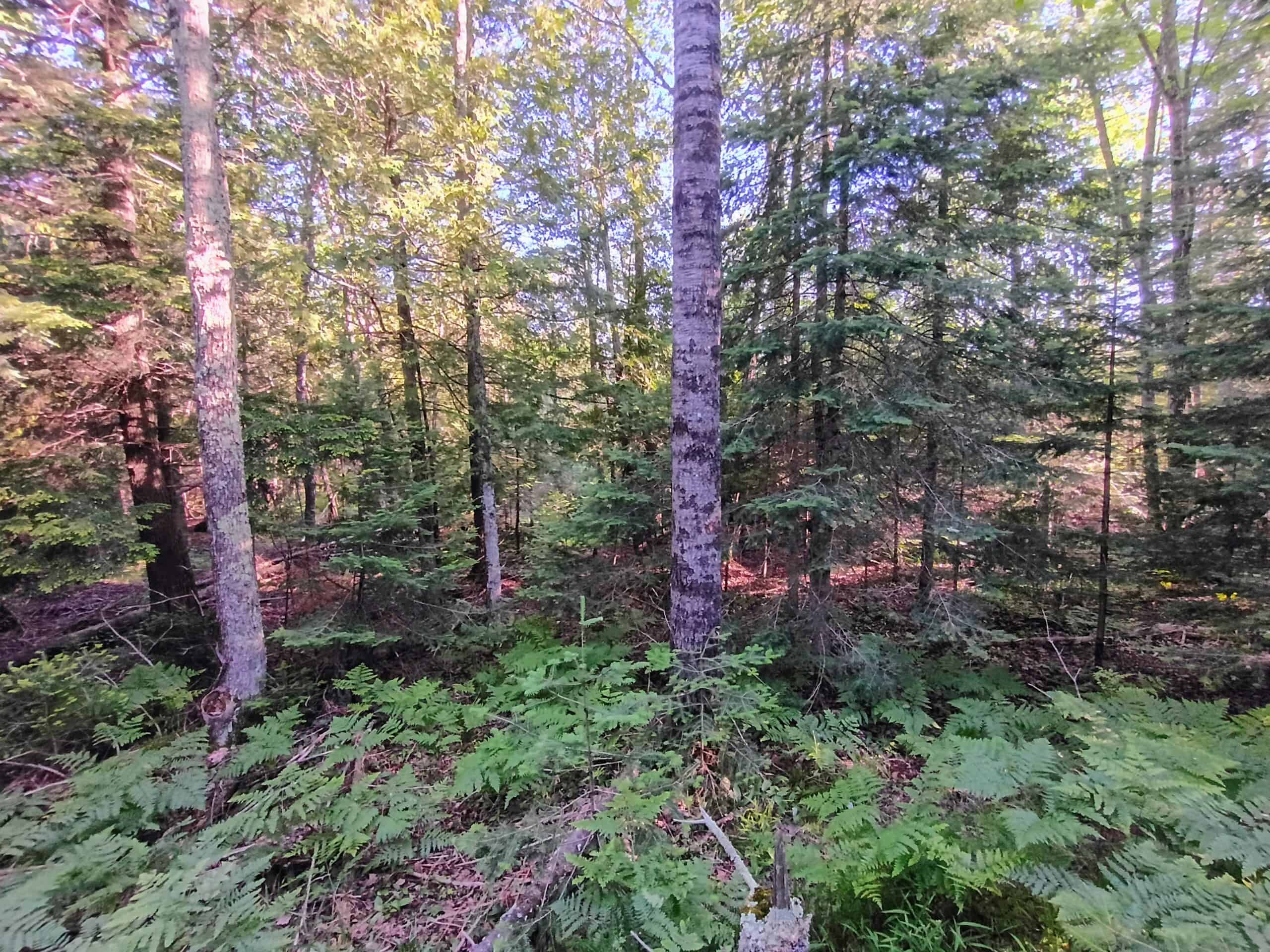 58 ± Acres Near Park Falls With Whitetail Hunting