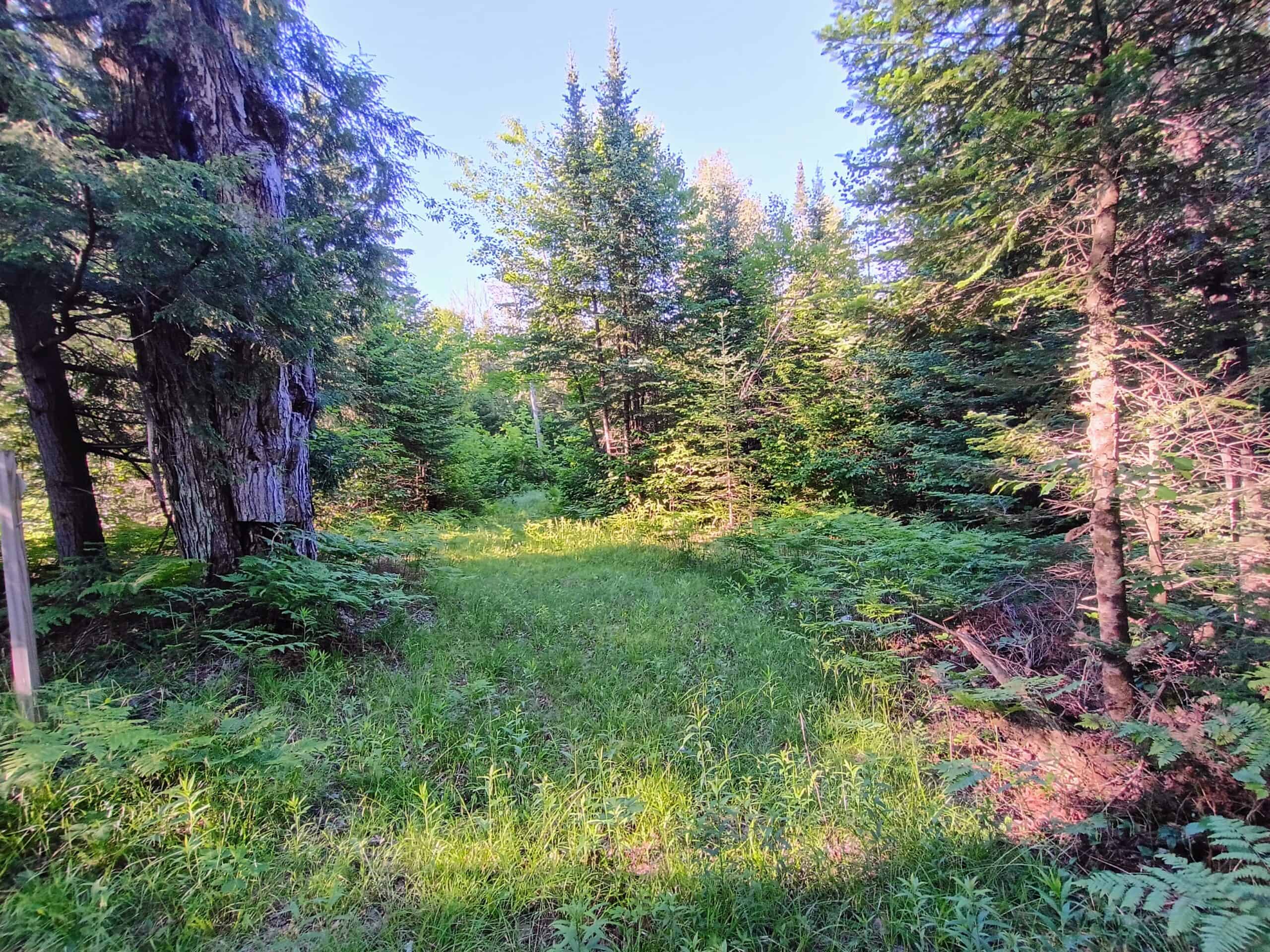 58 ± Acres Near Park Falls With Whitetail Hunting