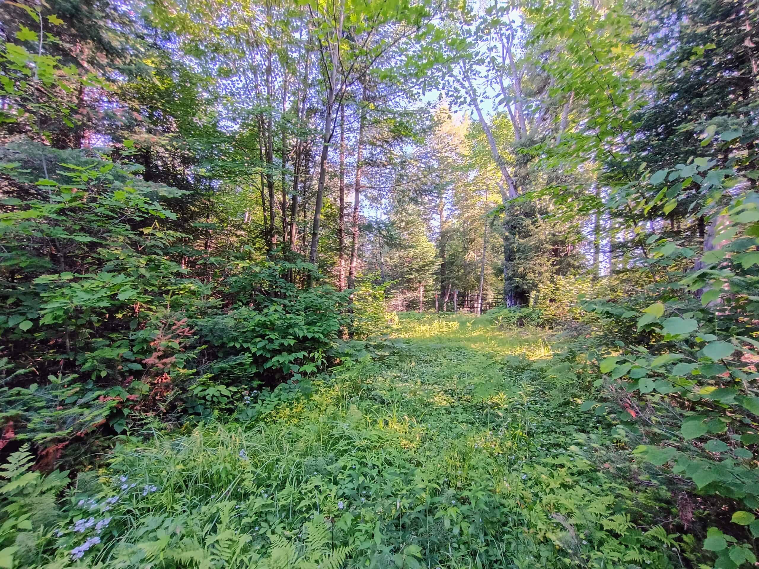 58 ± Acres Near Park Falls With Whitetail Hunting