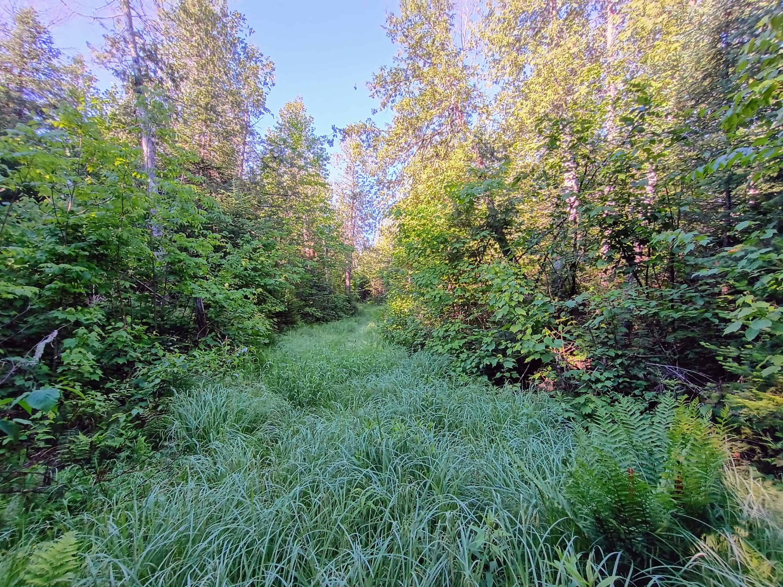58 ± Acres Near Park Falls With Whitetail Hunting