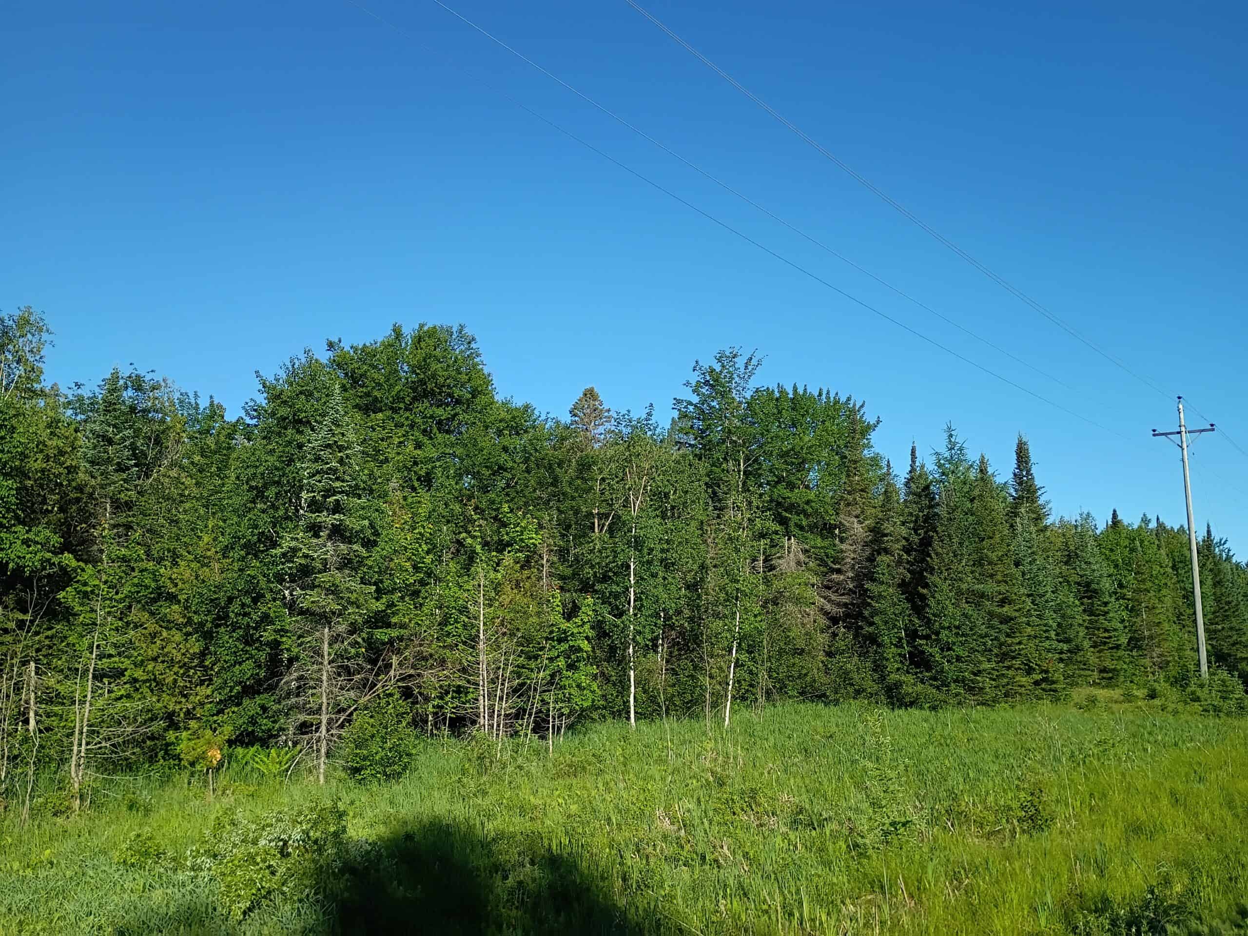 58 ± Acres Near Park Falls With Whitetail Hunting