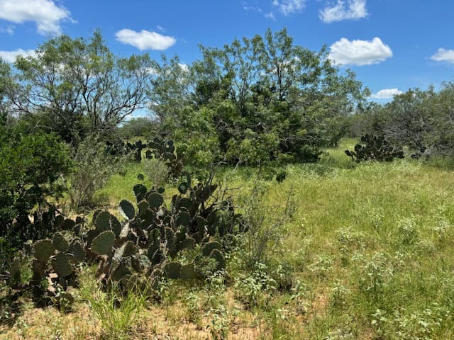 South Texas Dove Hunting Retreat