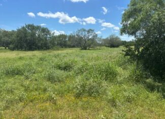 South Texas Dove Hunting Retreat