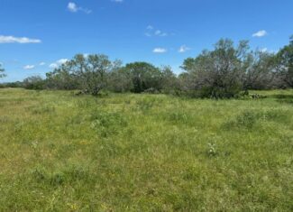 South Texas Dove Hunting Retreat