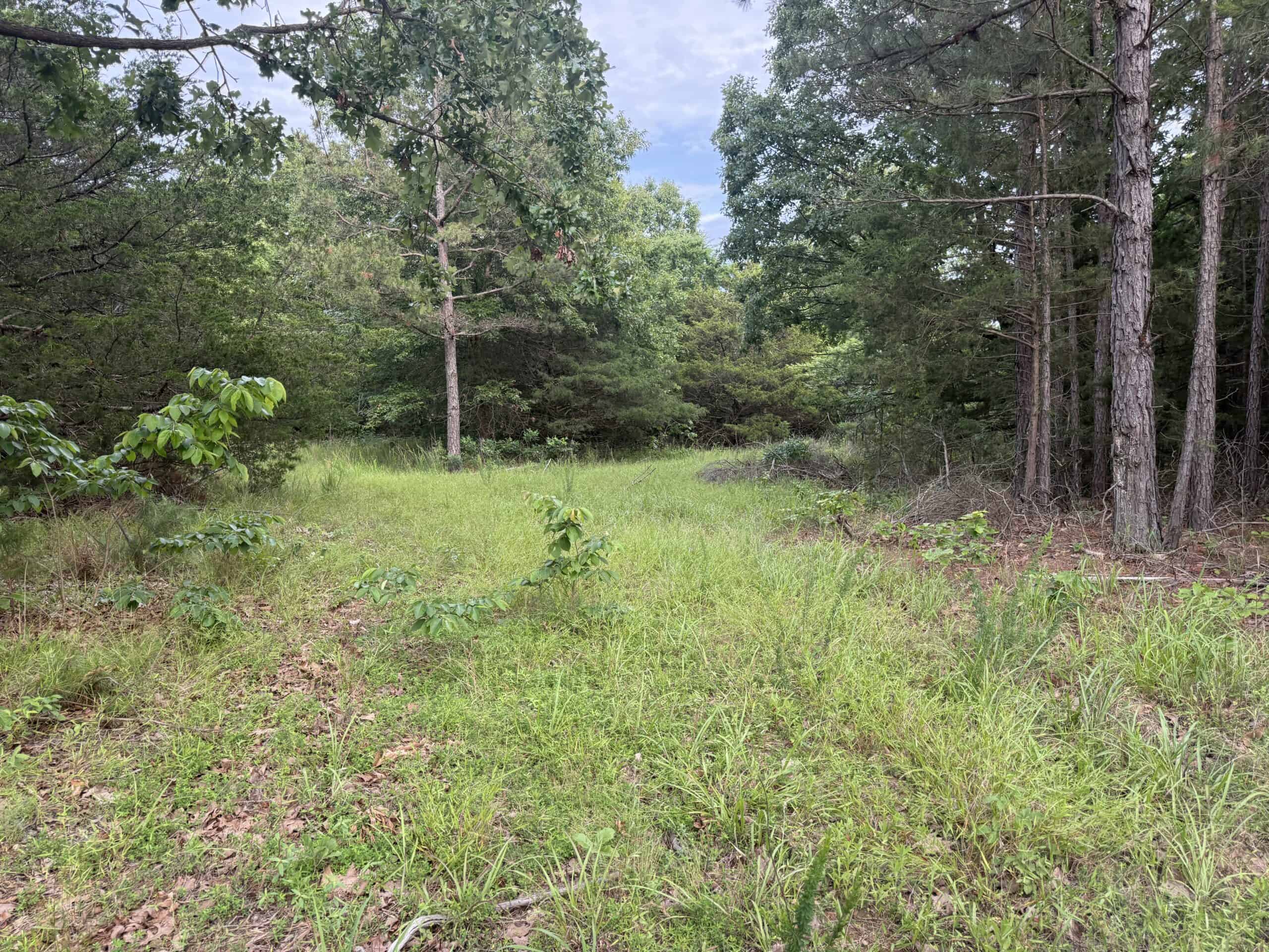 HUNTING AND BUILDING LAND FOR SALE IN NORTH CENTRAL ARKANSAS