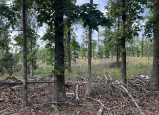 HUNTING AND BUILDING LAND FOR SALE IN NORTH CENTRAL ARKANSAS