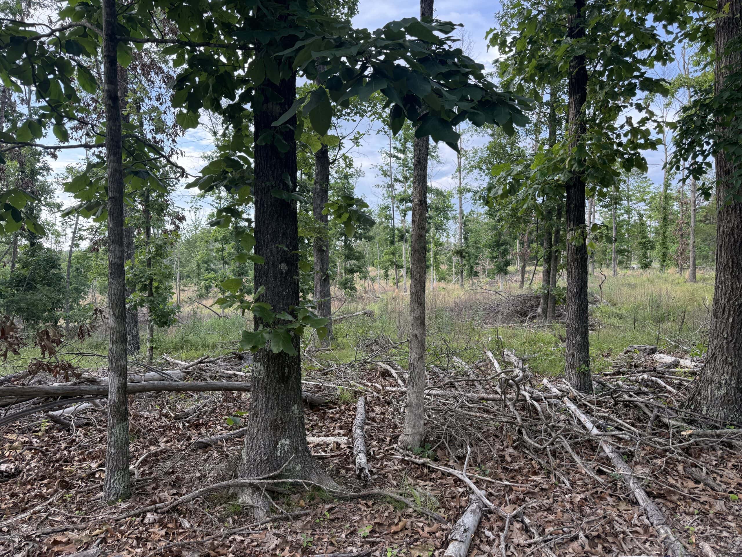 HUNTING AND BUILDING LAND FOR SALE IN NORTH CENTRAL ARKANSAS