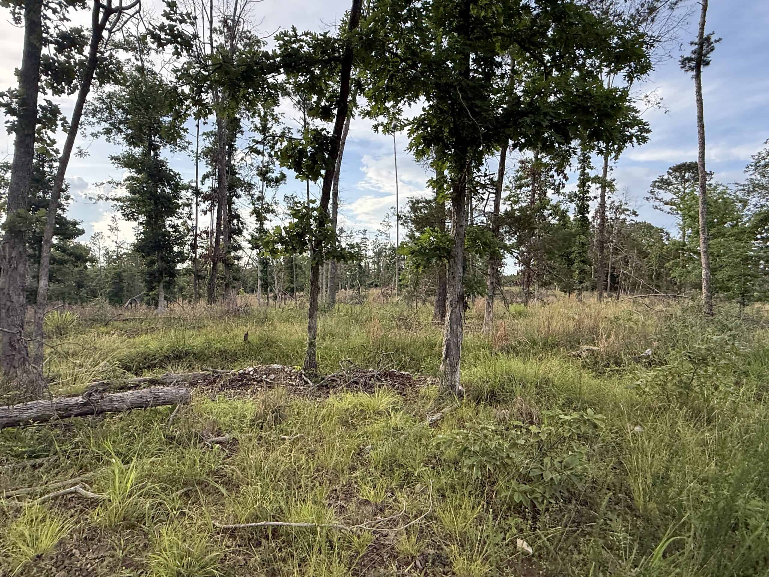 HUNTING AND BUILDING LAND FOR SALE IN NORTH CENTRAL ARKANSAS