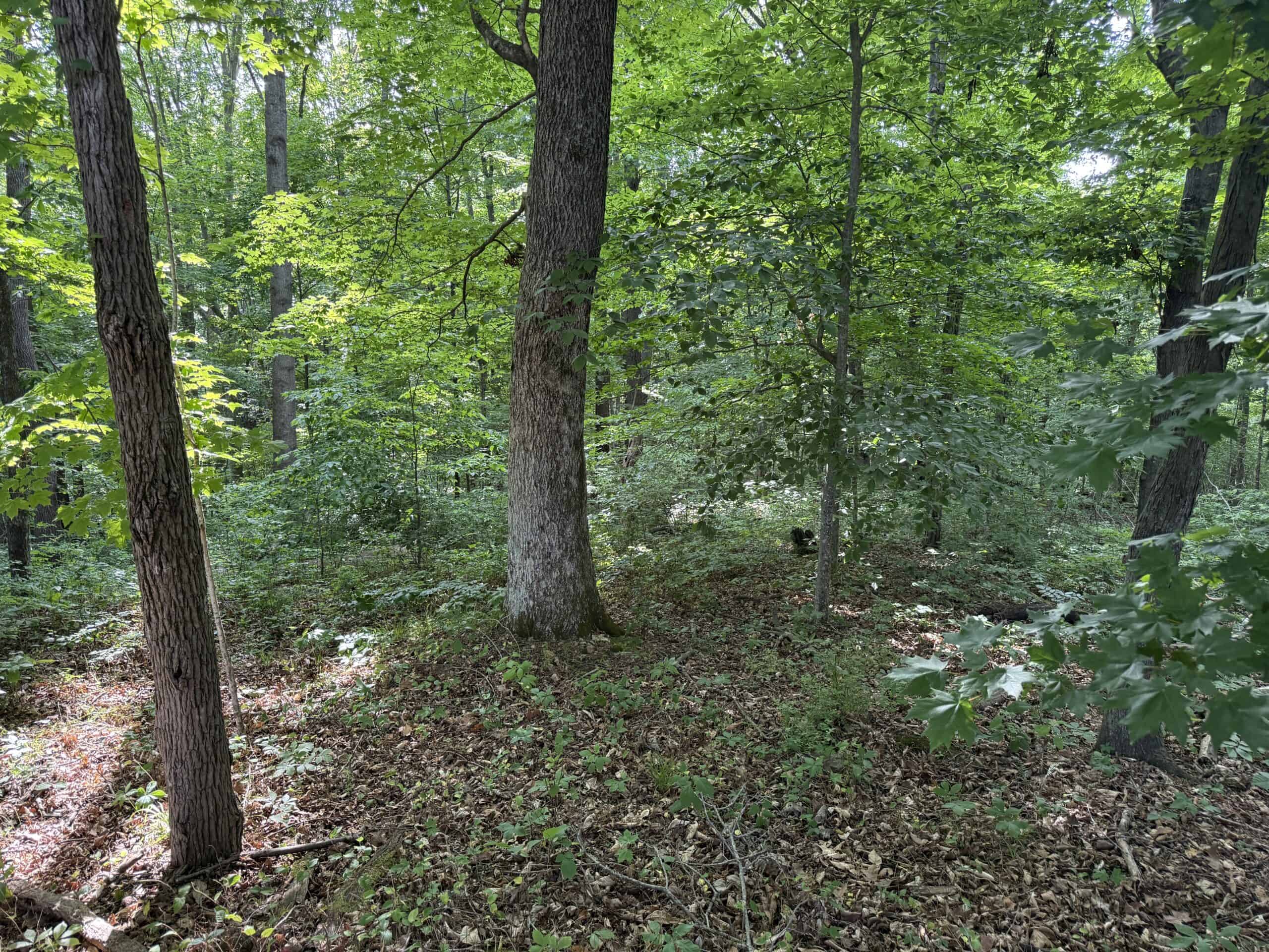 Barndomimium, RV Hook-Up & 11 Acres adjacent to Green River Lake Campbellsville, KY 42718