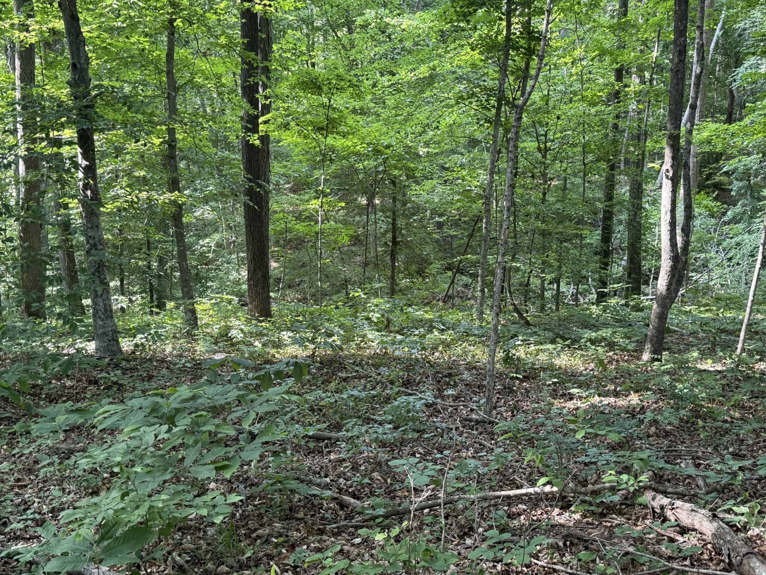 Barndomimium, RV Hook-Up & 11 Acres adjacent to Green River Lake Campbellsville, KY 42718