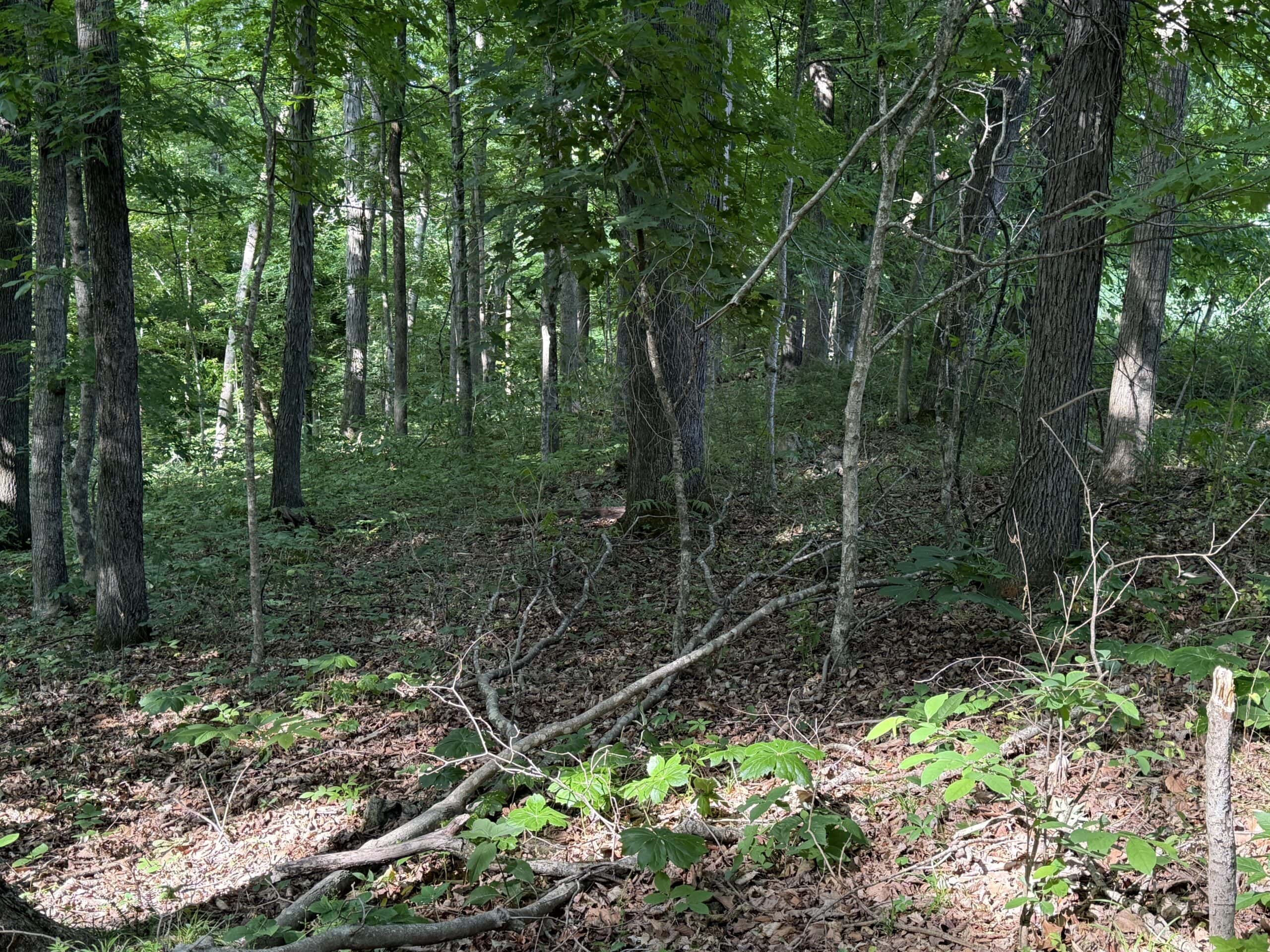 Barndomimium, RV Hook-Up & 11 Acres adjacent to Green River Lake Campbellsville, KY 42718