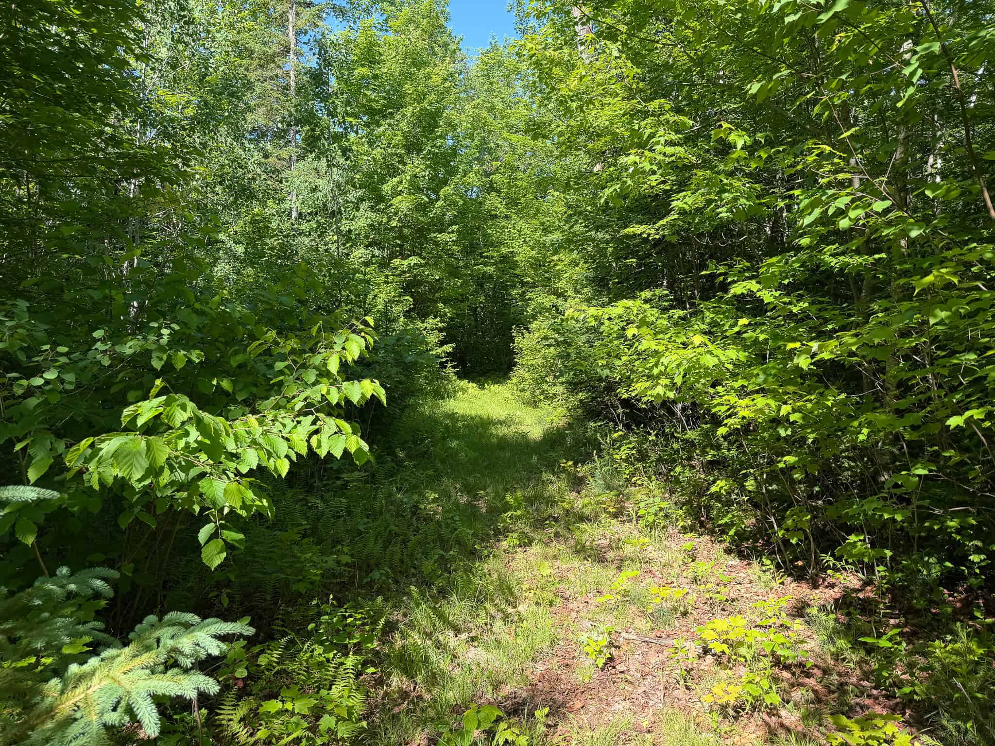 24.72 Surveyed Acres with Mountain Views – Phillips, Maine