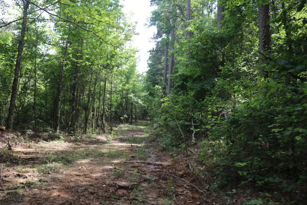 80 Acres with Year Round Creek in the Ozark Mountains For Sale