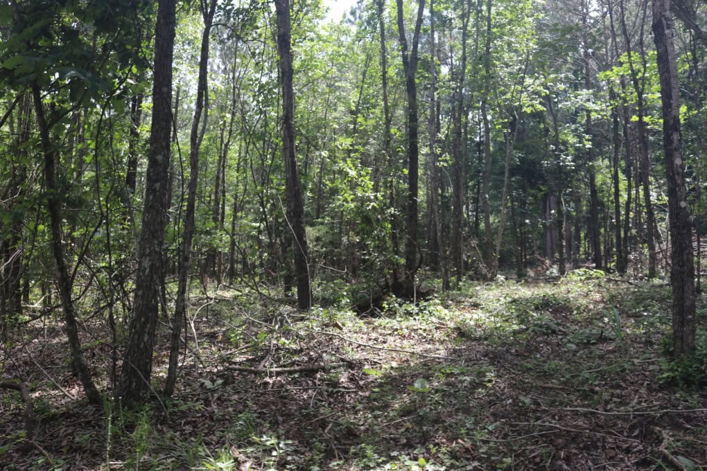 80 Acres with Year Round Creek in the Ozark Mountains For Sale