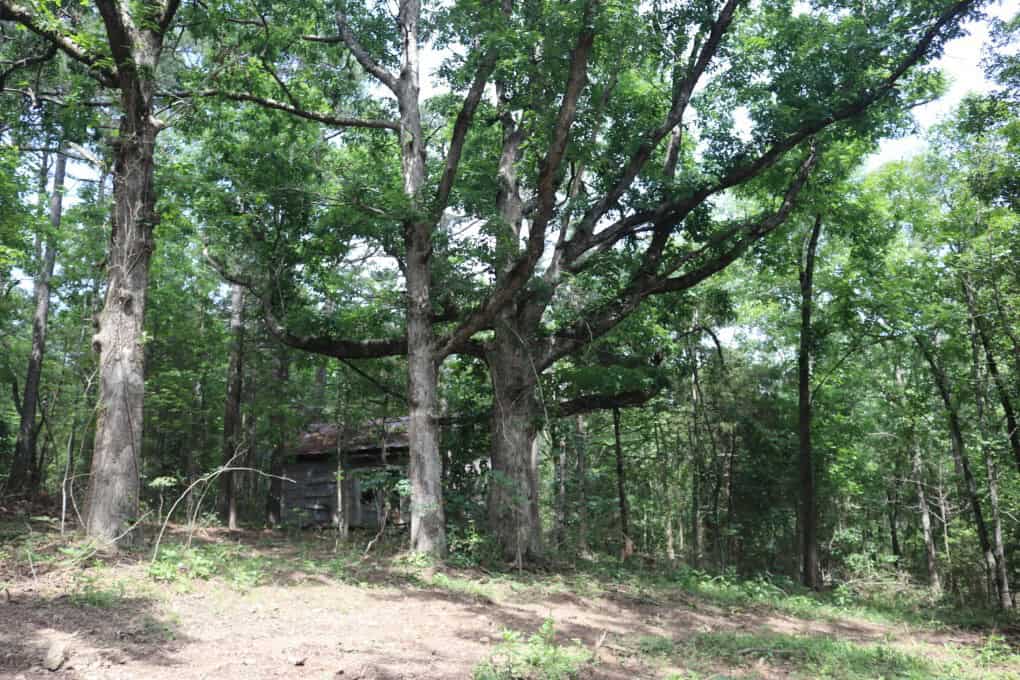 80 Acres with Year Round Creek in the Ozark Mountains For Sale