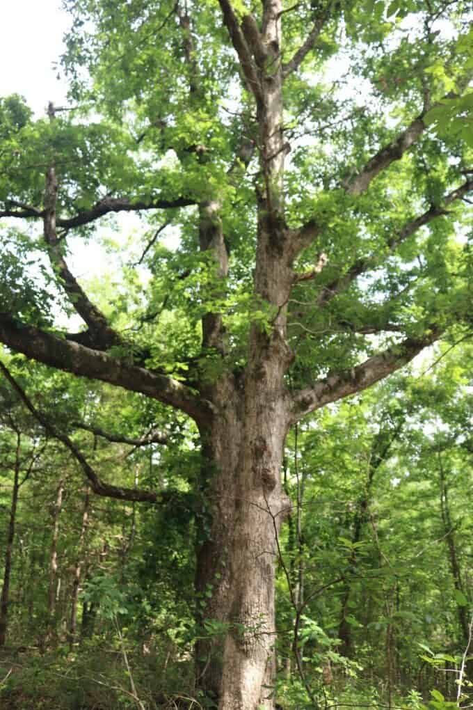 80 Acres with Year Round Creek in the Ozark Mountains For Sale