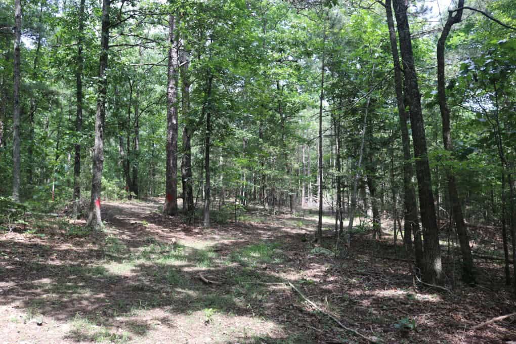 80 Acres with Year Round Creek in the Ozark Mountains For Sale