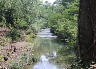 80 Acres with Year Round Creek in the Ozark Mountains For Sale