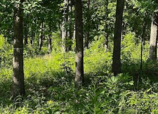 Hunting & Recreational Land For Sale Eldridge, Laclede County Mo.