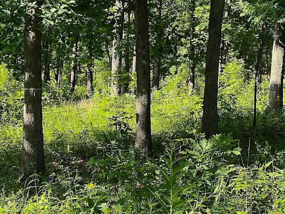 Hunting & Recreational Land For Sale Eldridge, Laclede County Mo.