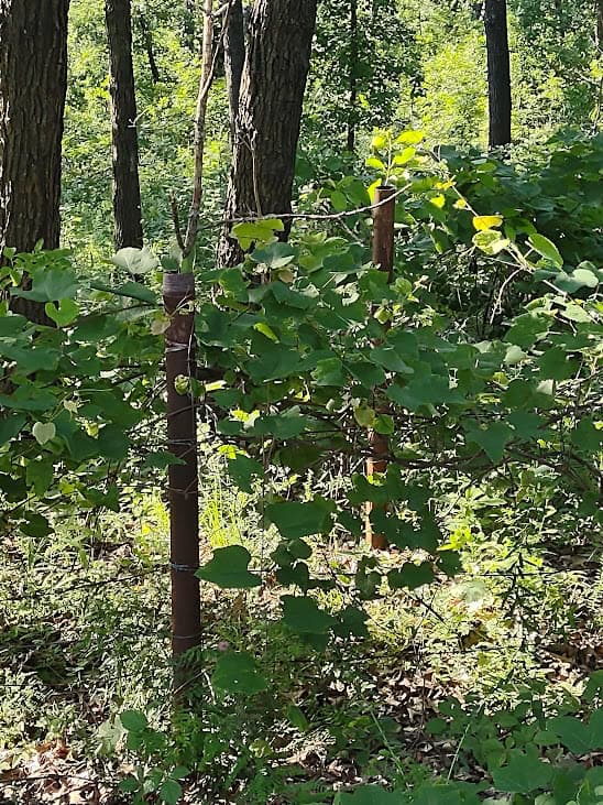 Hunting & Recreational Land For Sale Eldridge, Laclede County Mo.