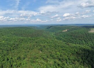 80 Acres with Year Round Creek in the Ozark Mountains For Sale
