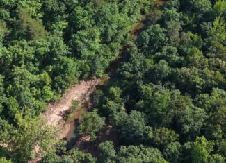 80 Acres with Year Round Creek in the Ozark Mountains For Sale