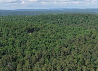 80 Acres with Year Round Creek in the Ozark Mountains For Sale