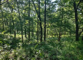 Hunting & Recreational Land For Sale Eldridge, Laclede County Mo.