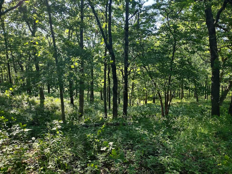Hunting & Recreational Land For Sale Eldridge, Laclede County Mo.