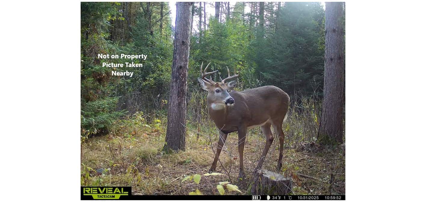 58 ± Acres Near Park Falls With Whitetail Hunting
