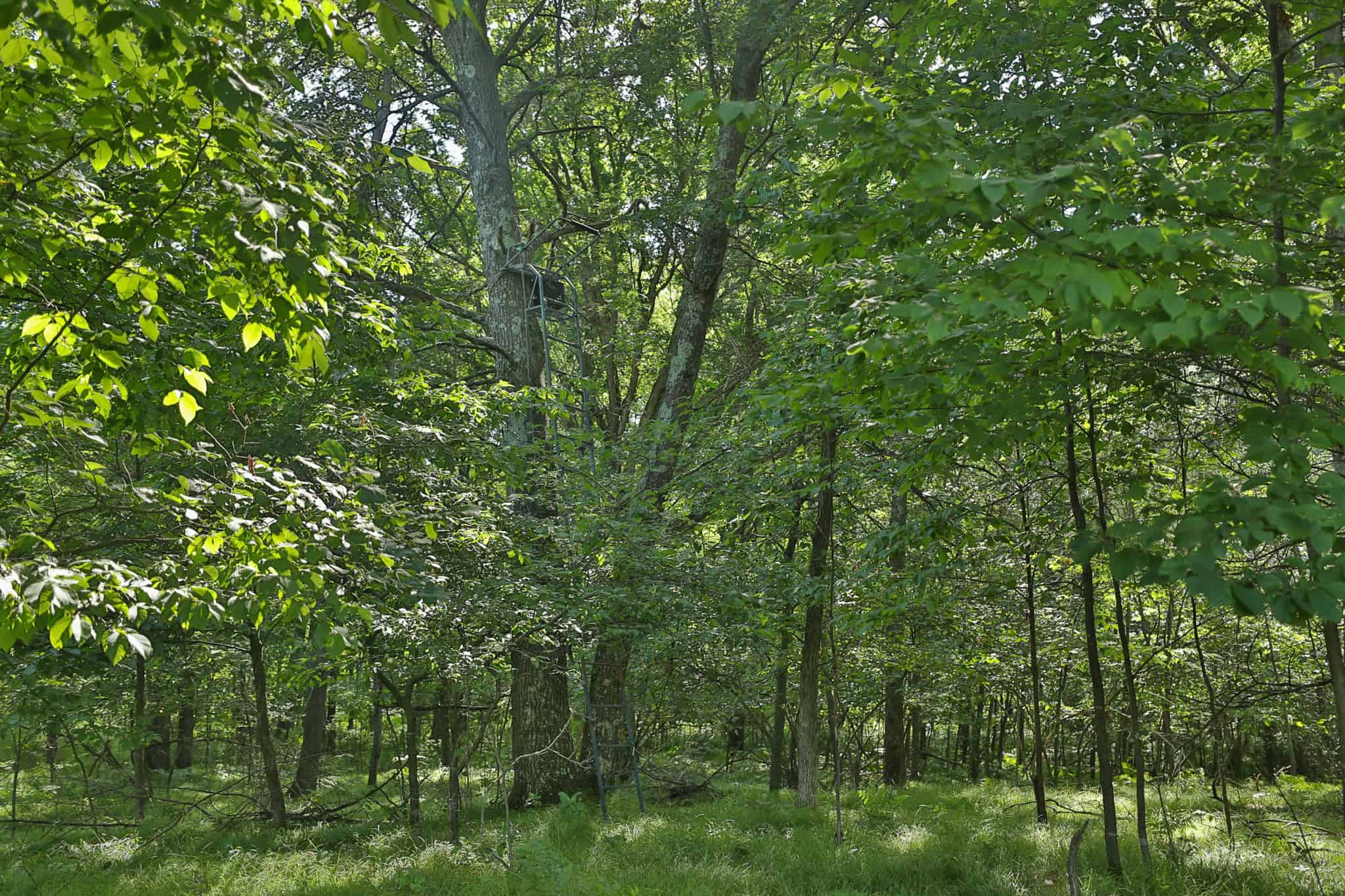 38.85-Acre Hunting & Recreational Property for Sale in Wood County, Wisconsin