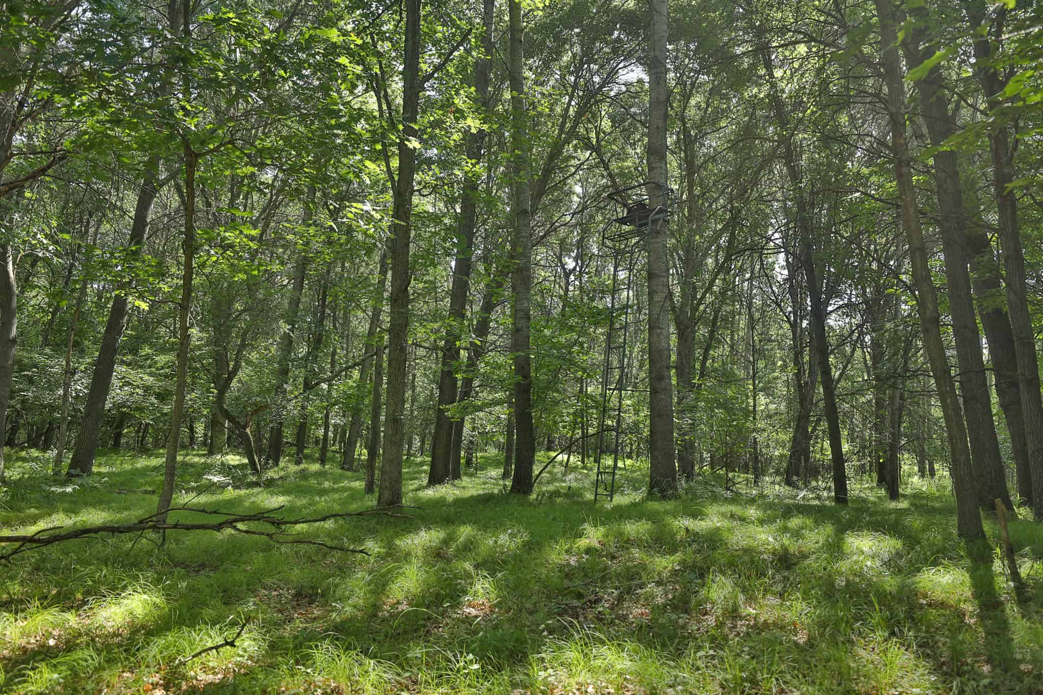 38.85-Acre Hunting & Recreational Property for Sale in Wood County, Wisconsin