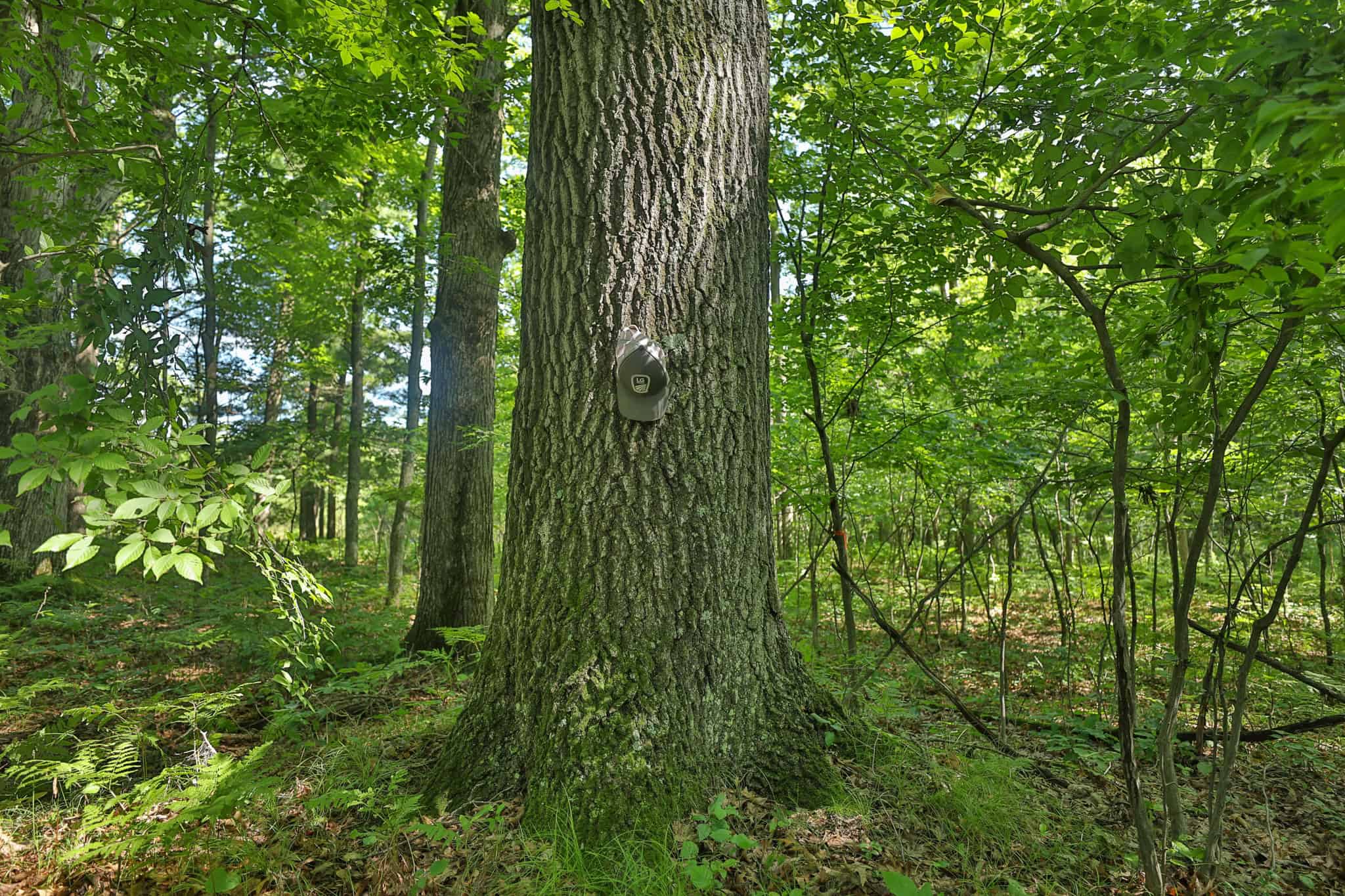 38.85-Acre Hunting & Recreational Property for Sale in Wood County, Wisconsin
