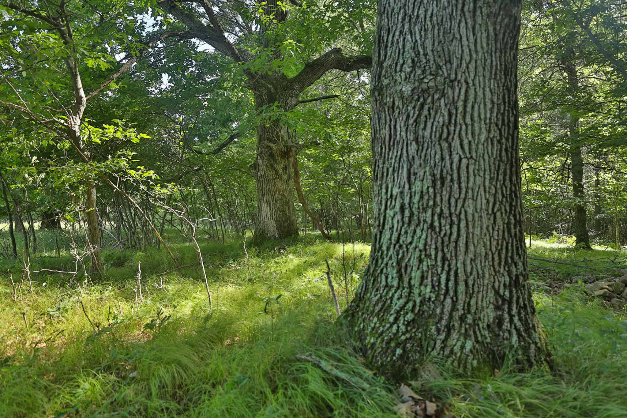 38.85-Acre Hunting & Recreational Property for Sale in Wood County, Wisconsin