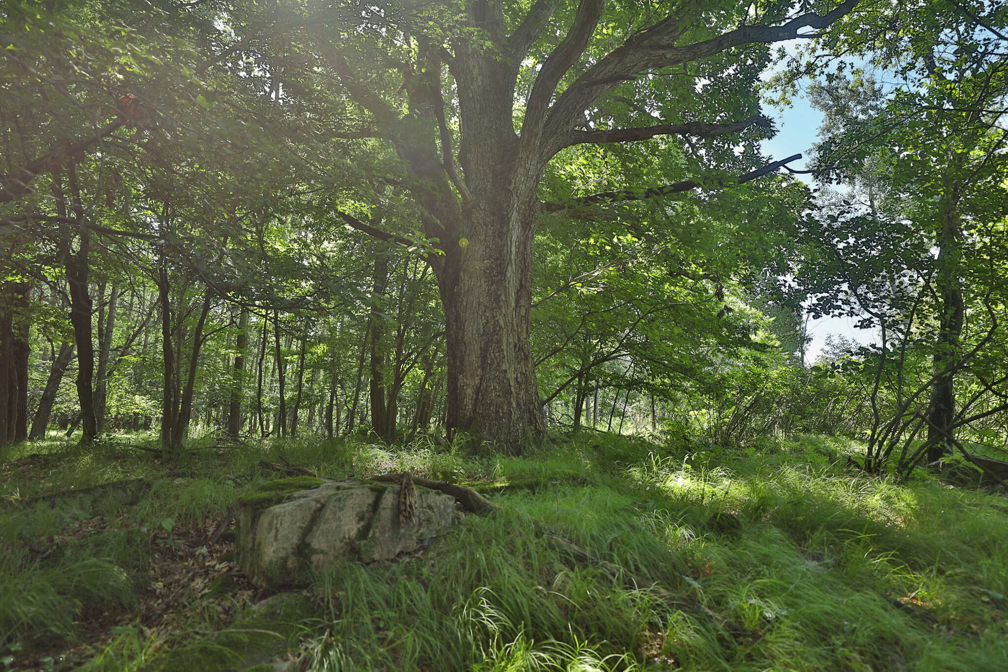 38.85-Acre Hunting & Recreational Property for Sale in Wood County, Wisconsin